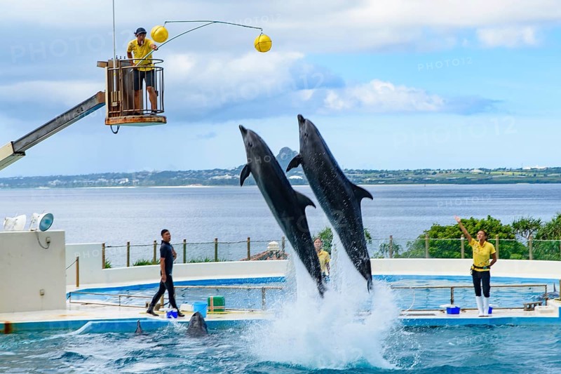 Dolphin Show (Okichan Theater) in Okinawa Churaumi Aquarium