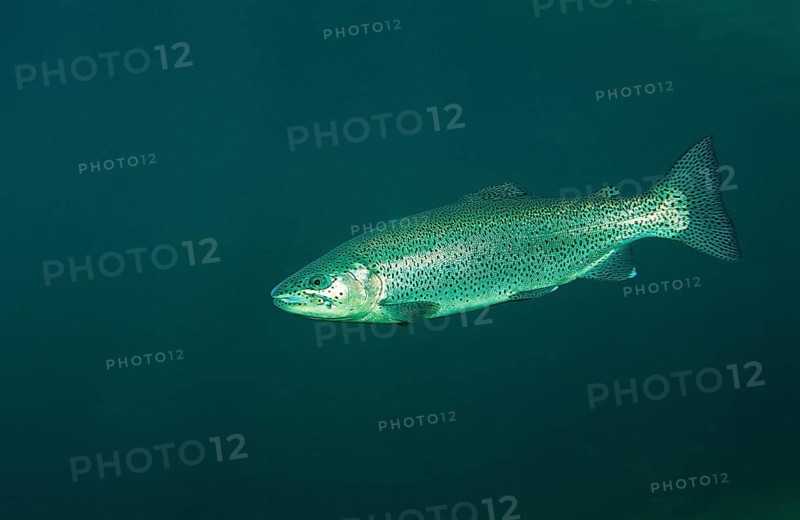 Rainbow trout, Oncorhynchus mykiss, Germany, Bavaria, Europe