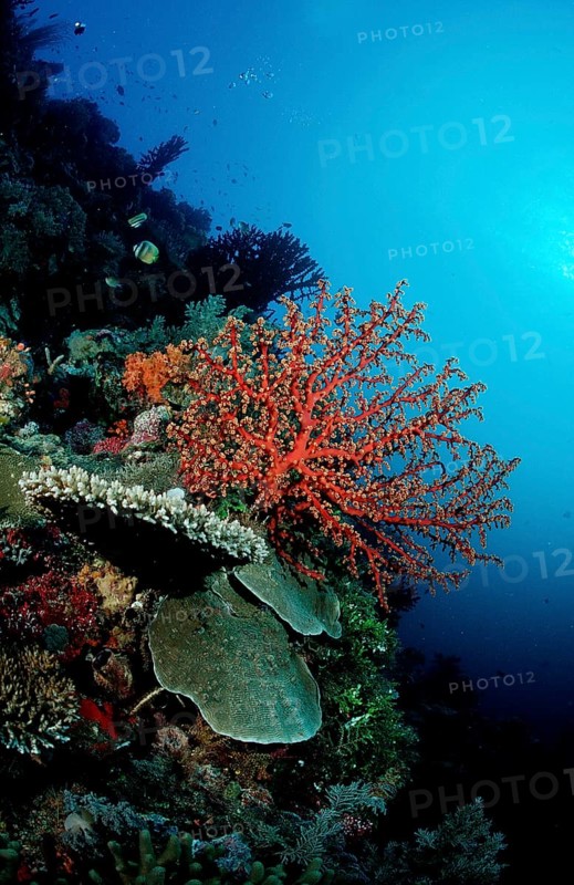 Colourful coral reef, Indonesia, Wakatobi Dive Resort, Sulawesi, Indian Ocean, Banda Sea, Asia