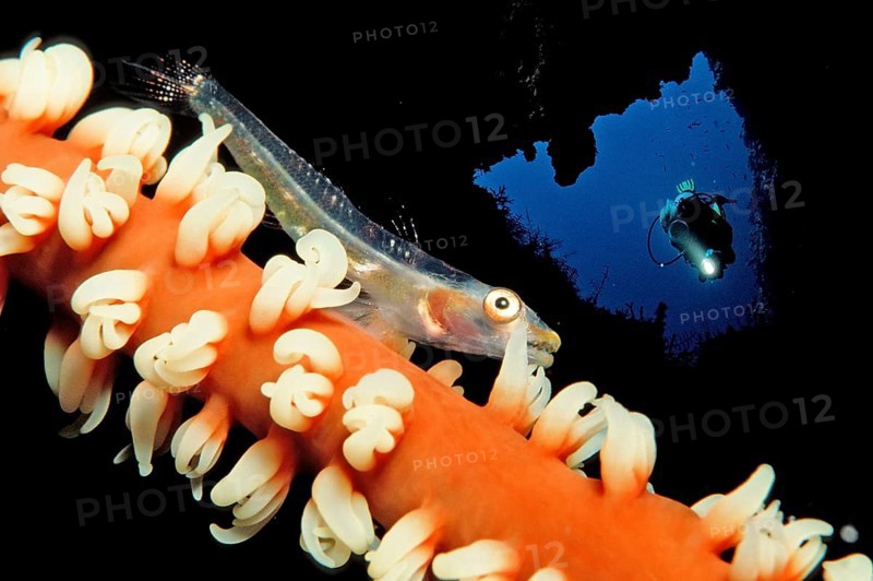 Gorgonian dwarf goby and diver, Bryaninops amplus, Maldives, Indian Ocean, Asia