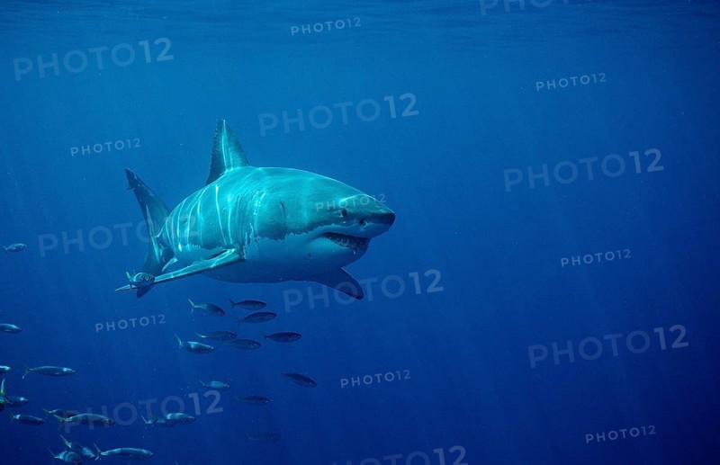 Great white shark, Carcharodon carcharias, South Africa, Dyer Island, Gansbaai, Atlantic Ocean, Africa