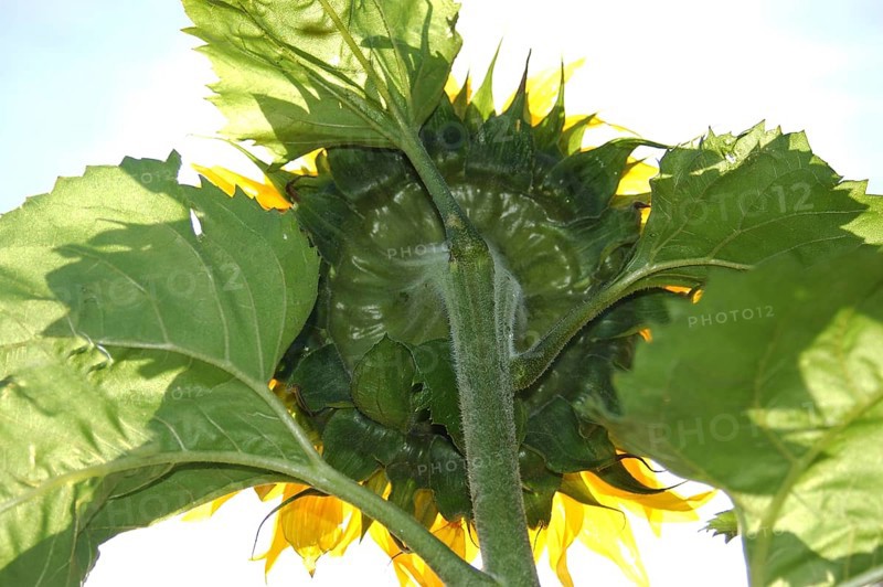 Giant sunflower from behind