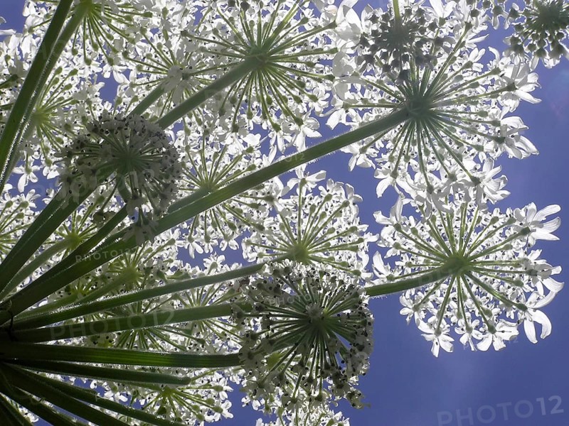 Looking up at Heracleum against a blue sky