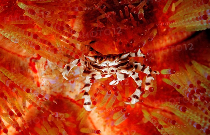 Sea urchin crab, zebra crab on fire sea urchin, Zebrida adamsii, Asthenosoma varium, Komodo National Park, Indian Ocean, Indonesia, Asia