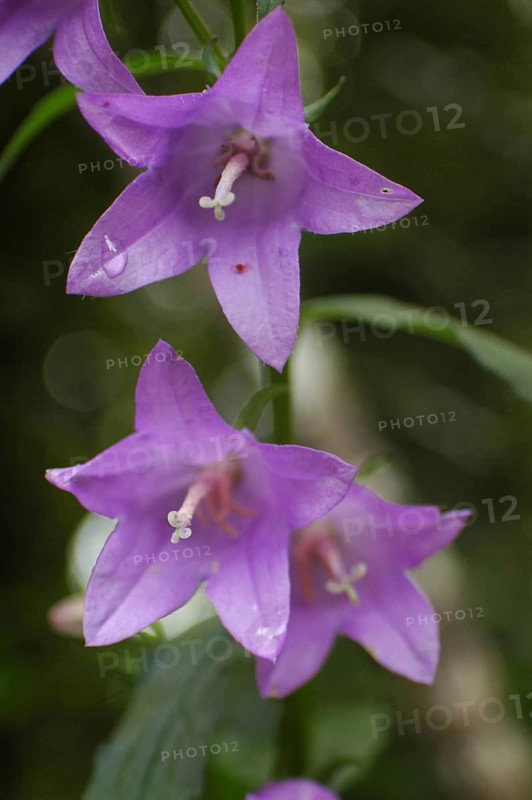 Purple campanula flowers