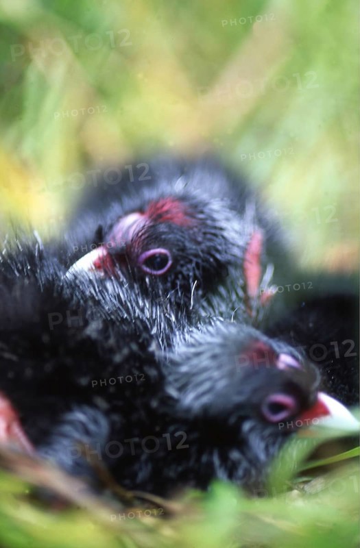 Two newly-hatched chicks in nest of the swamphen, Porphyrio porphyrios (Pukeko), West Coast, South Island, New Zealand, Oceania