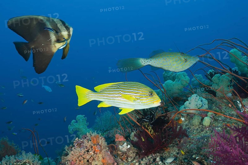 Long-finned batfish and golden-striped sweetlips at cleaning station, Platax teira, Plectorhinchus polytaenia, Raja Ampat, West Papua, Indonesia, Asia