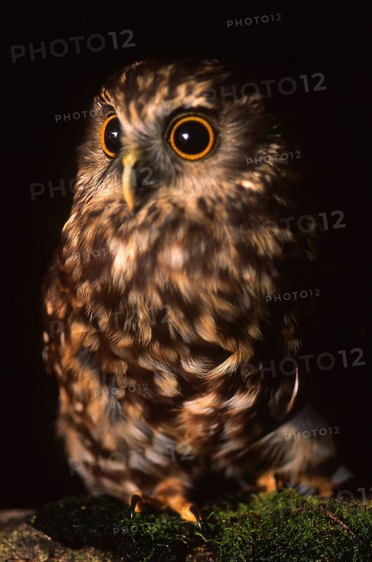 New Zealand native owl, the Morepork, Ninox novaeseelandiae