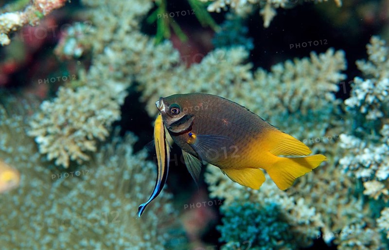Yellowfin damselfish and cleaner wrasse, Neoglyphidodon nigroris, Labroides dimidiatus, Indonesia, Wakatobi Dive Resort, Sulawesi, Indian Ocean, Banda Sea, Asia