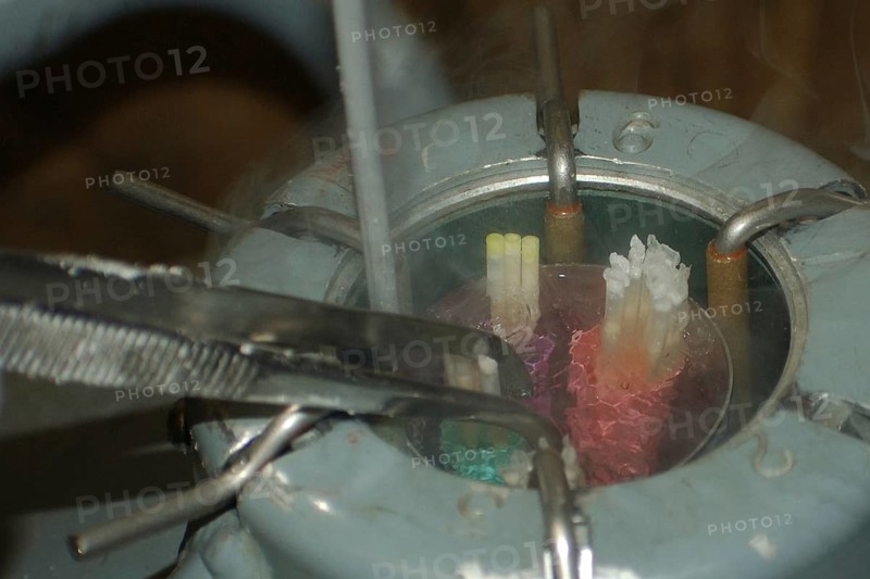 Vet removes semen straws from semen tank for artificial insemination of deer