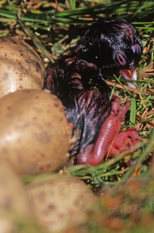 Eggs hatching in nest of the swamphen, Porphyrio porphyrio (Pukeko), West Coast, South Island, New Zealand, Oceania