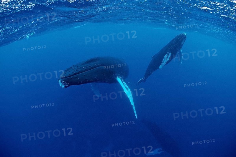 Humpback whale, mother and calf, Megaptera novaeangliae, Silverbanks, Caribbean Sea, Dominican Republic, Central America