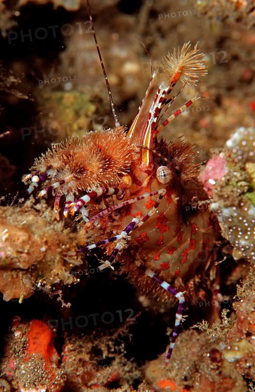 Marble shrimp, Saron sp., Komodo National Park, Indian Ocean, Indonesia, Asia