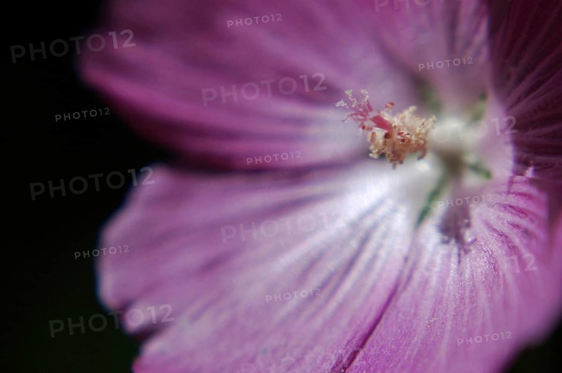 Closeup of Mauve flower