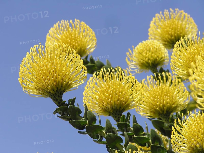 Yellow protea (Protea Leucospermum cordifolium) against a blue sky