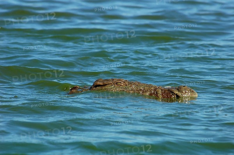 Nile crocodile iin a river in South Africa