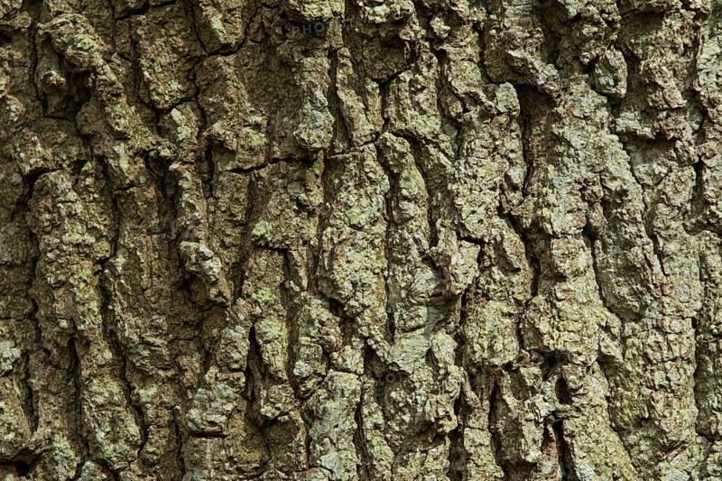 Deeply fissured bark of Oak Tree in English woodland