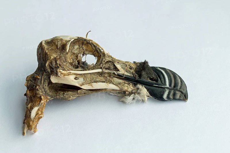 Seabird Razorbill skull, washed up on Pagham beach during winter storms
