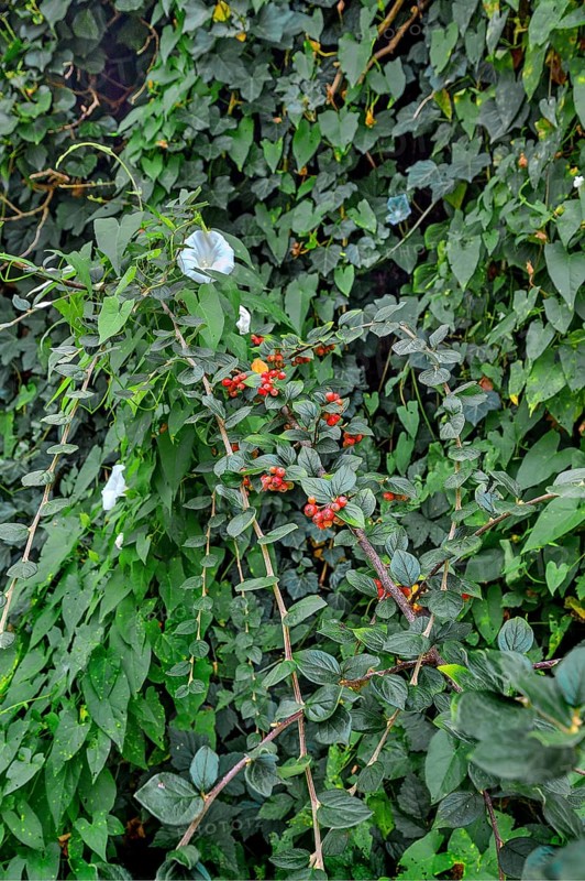 Larger bindweed (Calystegia sepium), and snakeweed (Rauwolfia or Rauvolfia), Kempten, Allgäu, Bavaria, Germany, Europe