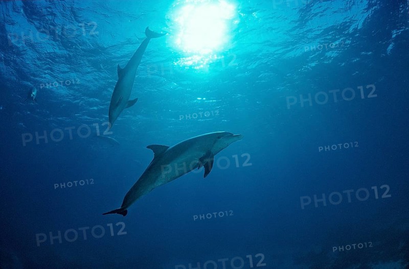 Bottlenose dolphin, dolphin, Tursiops truncatus, Maldives, Indian Ocean, Asia