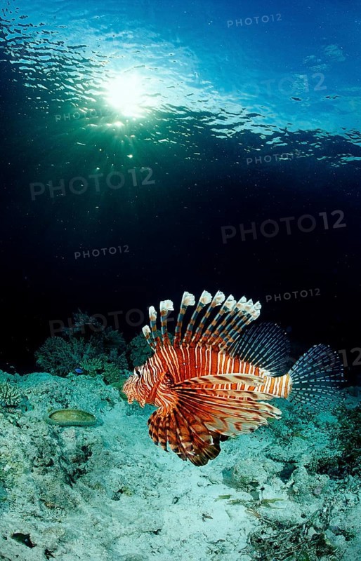 Common lionfish in coral reef, Pterois volitans, Indonesia, Raja Ampat, Irian Jaya, West Papua, Indian Ocean, Asia