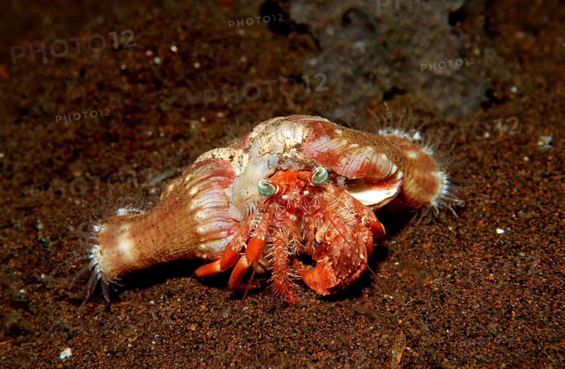 Anemone hermit crab, Dardanus pedunculatus, Calliactis parasitica, Bali, Indian Ocean, Indonesia, Asia