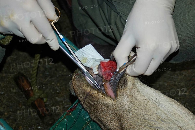 A vet sews up the torn bottom lip of a red deer hind in New Zealand