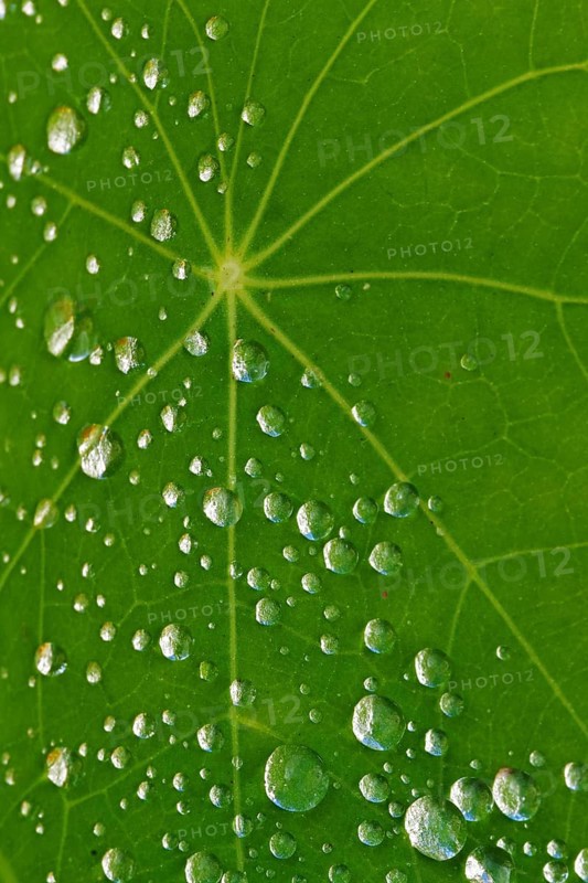 Drops of water on the leaf of a nasturtium