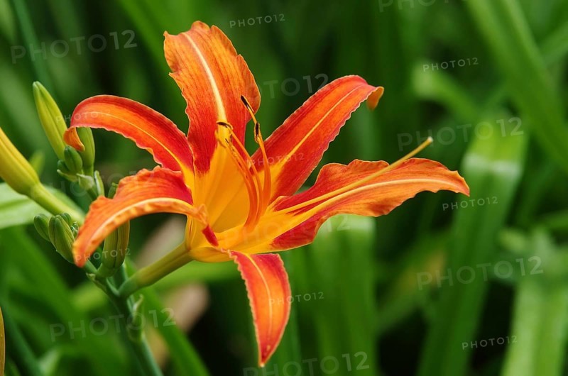 Daylily blossom