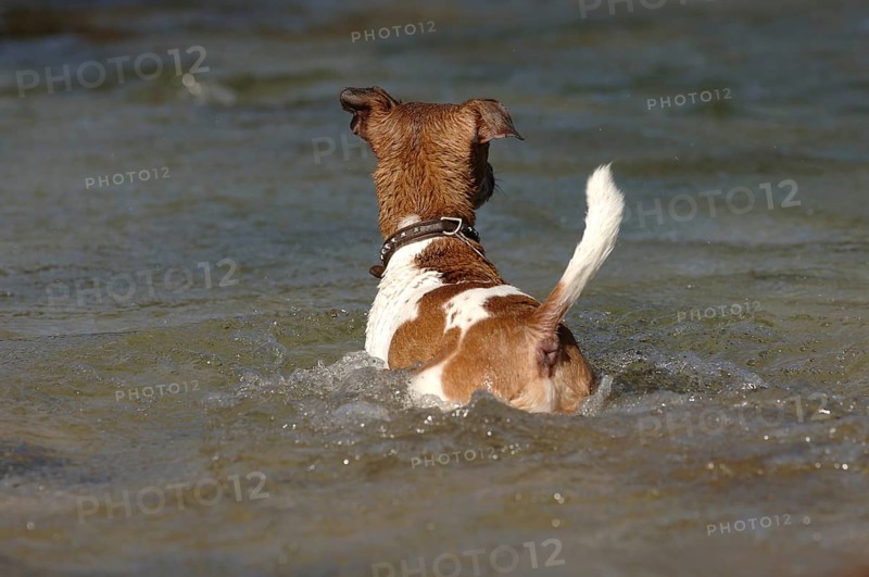 Jack Russell terrier in the water, from behind
