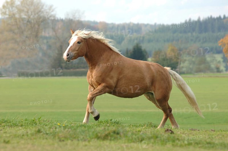 Haflinger mare at a gallop