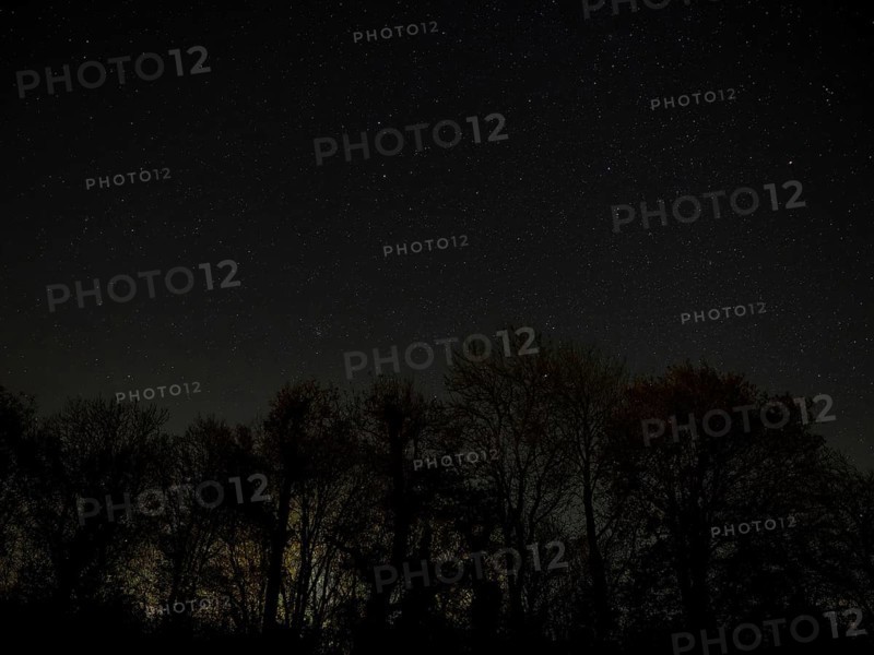 Night sky in Winter with constellations Gemini, Cancer, Lynx and light pollution behind silhouetted trees