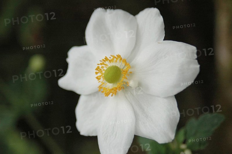 White Japanese anemone