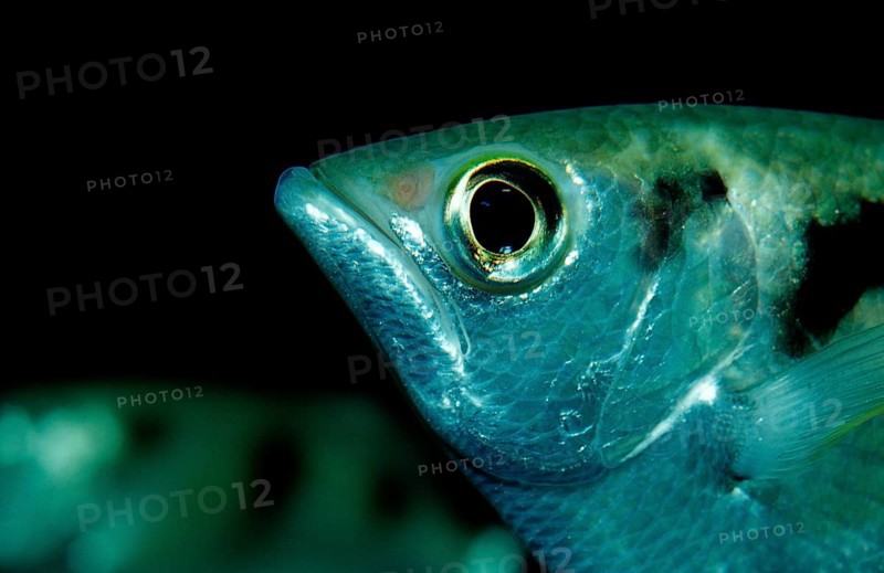 Archerfish, Toxotes jaculatrix, India, mangroves, river biotopes, Asia