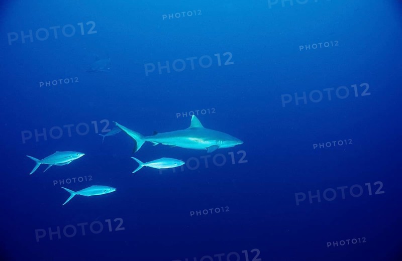 Grey reef shark, Carcharhinus amblyrhynchos, Egypt, Africa, Sinai, Sharm el Sheik, Red Sea, Africa