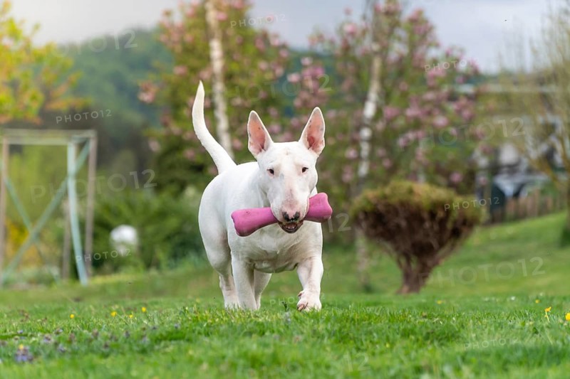 Playful white bull terrier dog with pink toy, funny portrait