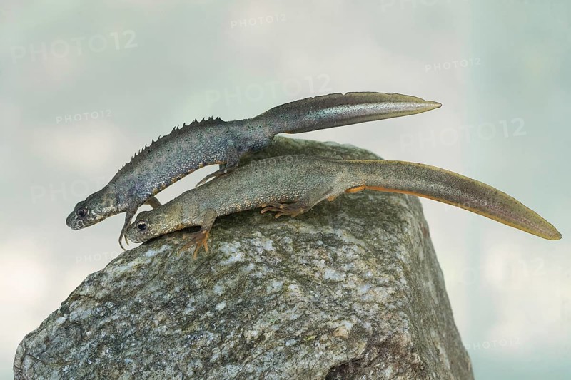 Balkan crested newt pair under water in side view