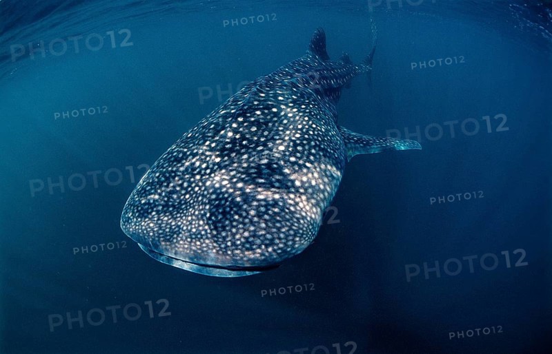 Whale shark, Rhincodon thypus, Djibouti, Djibouti, Africa, Afar Triangle, Gulf of Aden, Gulf of Tadjourah, Africa