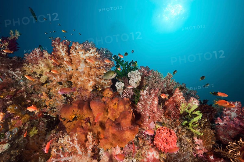 Healthy coral reef, Raja Ampat, West Papua, Indonesia, Asia