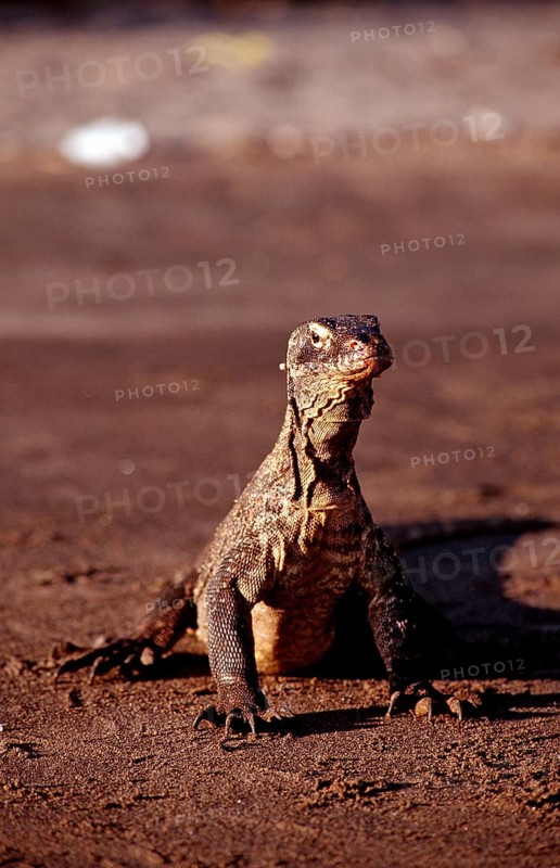 Komodo dragons eat dead dolphin, Varanus komodoensis, Rinca, Komodo National Park, Indonesia, Asia