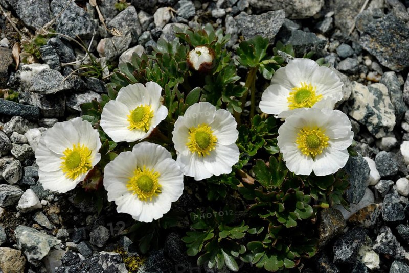 Ranunculus glacialis, Juvasshytta, Jotunheimen National Park, Oppland, Norway, Europe