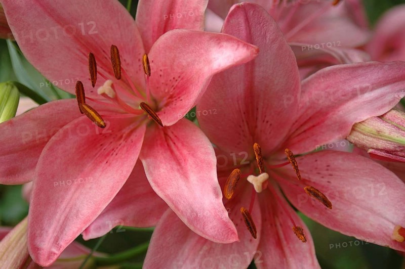 Closeup of pink Asiatic Lily, Royal Love