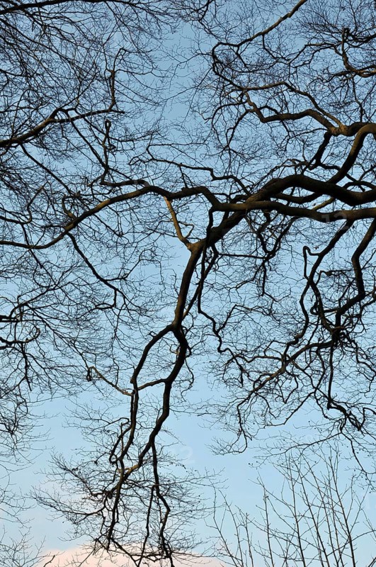 Twisted overhanging forest winter tree branches in silhouette against a blue sky