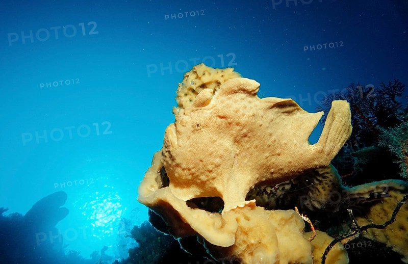Giant frogfish, Toadfish, Antennarius commersonii, Indonesia, Wakatobi Dive Resort, Sulawesi, Indian Ocean, Banda Sea, Asia