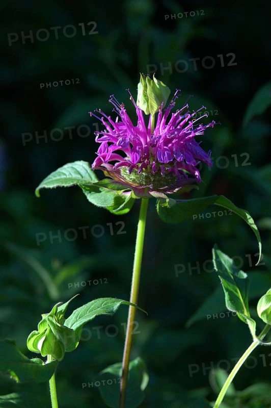 Mauve flower against black background