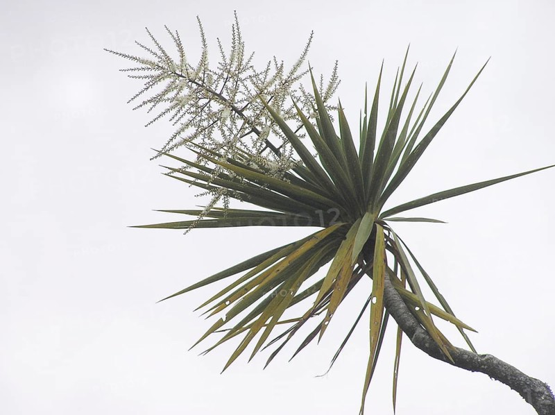 Flowers on Cabbage Tree, Cordyline australis, West Coast, South Island, New Zealand, Oceania