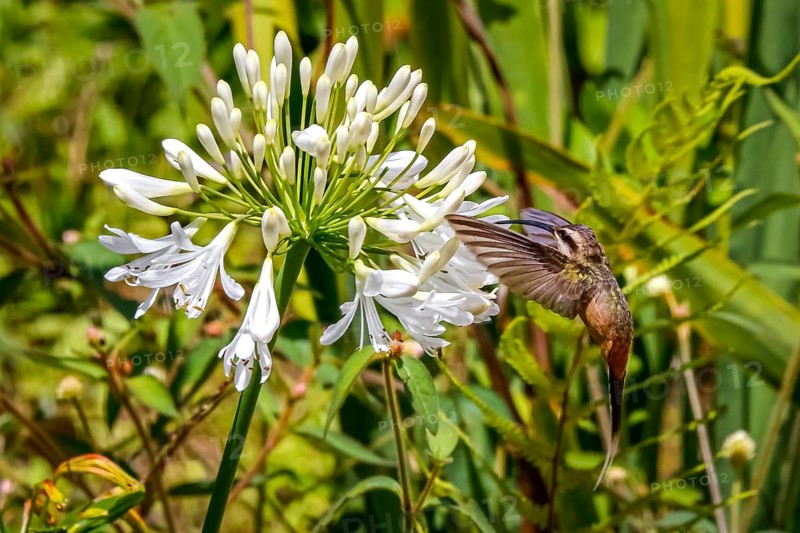 Planalto hermit hummingbird sucking nectar on a white blossom in flight, wings forward, against green background, Caraca natural park, Minas Gerais, Brazil, South America