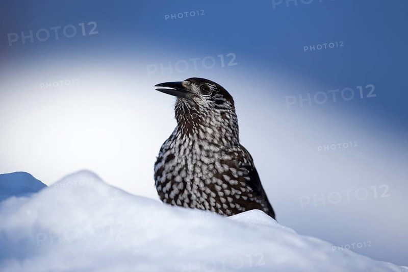 Nutcracker in the snow in side view
