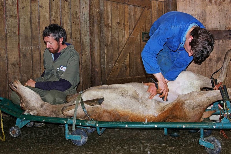GREYMOUTH, NEW ZEALAND, CIRCA 2006: Men prepare a red deer hind for an embryo transfer programme circa 2006, near Greymouth, New Zealand, Oceania