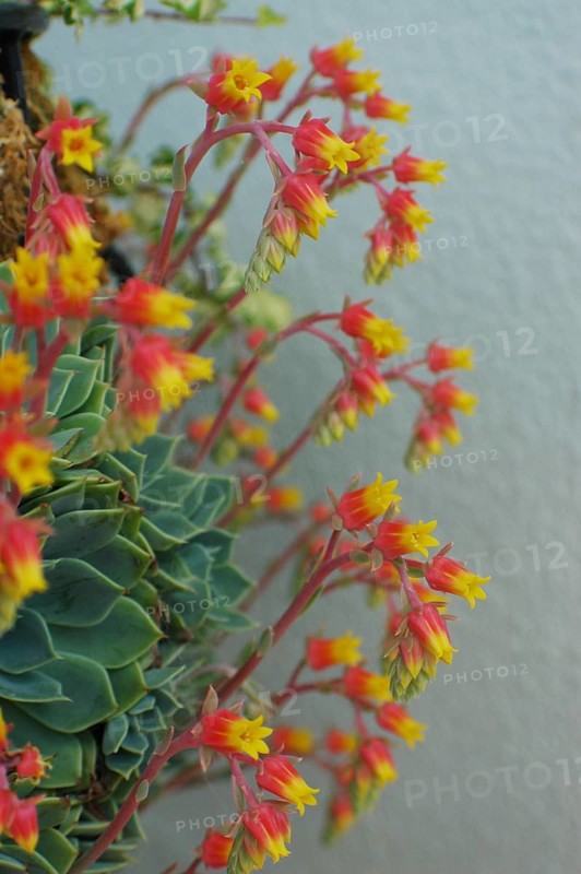 Ice plant flowers on side of patio planter